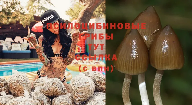 hydra ссылки  Северская  Галлюциногенные грибы Magic Shrooms 